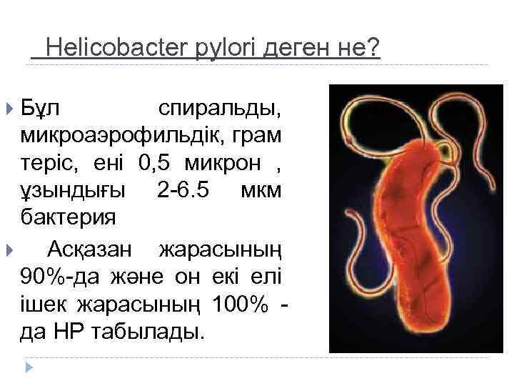 Продукты убивающие хеликобактер пилори