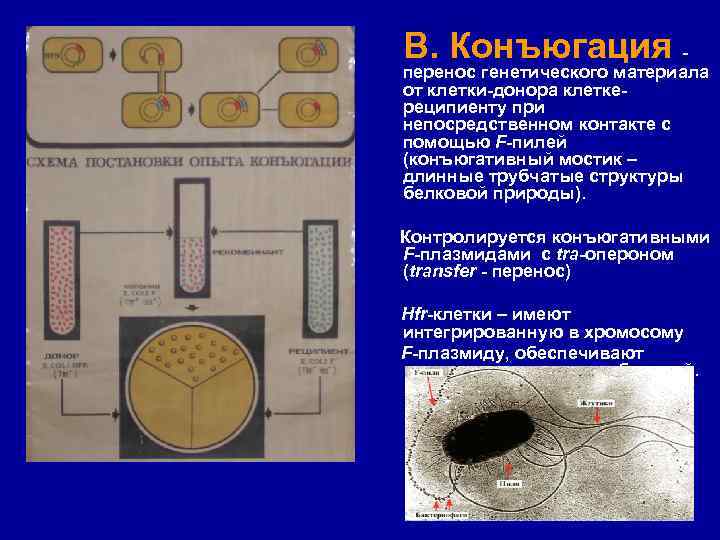 Наследственный перенос. Конъюгация бактерий схема. Генетический материал бактерий. Клетка донор и клетка реципиент. Опыт конъюгации бактерий.