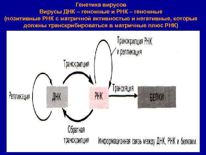 Положительный вирус. Генетика вирусов. Плюс РНК вирусы.