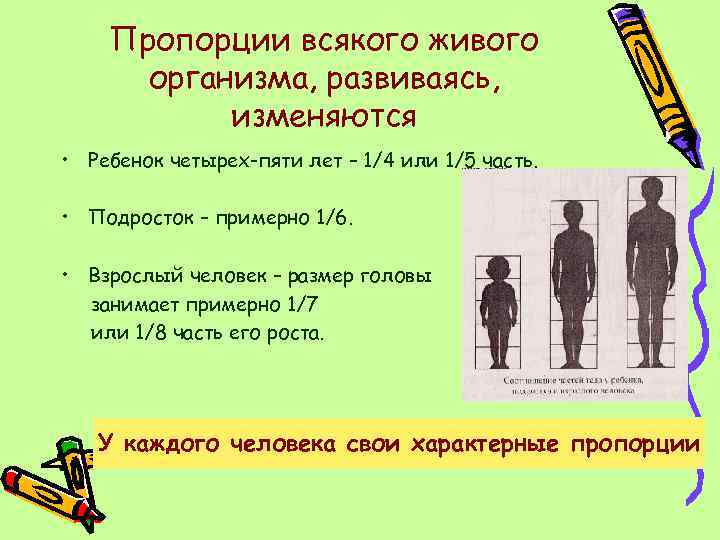 Пропорции всякого живого организма, развиваясь, изменяются • Ребенок четырех-пяти лет – 1/4 или 1/5