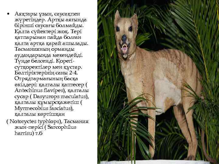  • Аяқтары ұзын, саусақпен жүретіндер. Артқы аяғында бірінші саусағы болмайды. Қалта сүйектері жоқ.