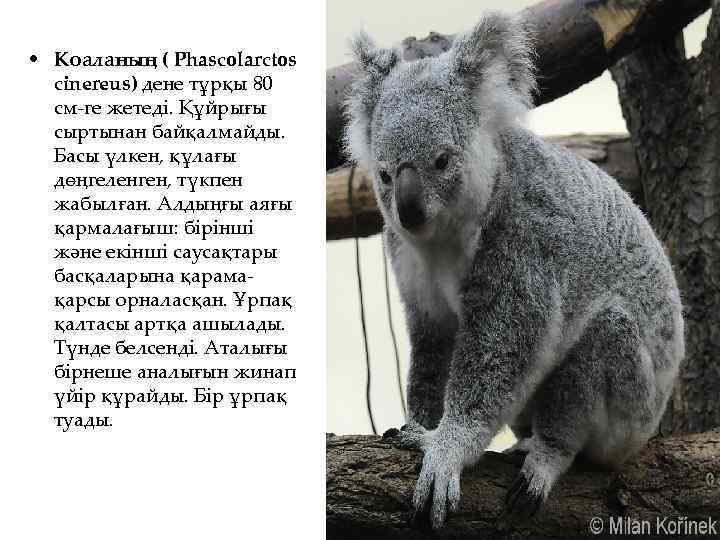  • Коаланың ( Phascolarctos cinereus) дене тұрқы 80 см-ге жетеді. Құйрығы сыртынан байқалмайды.