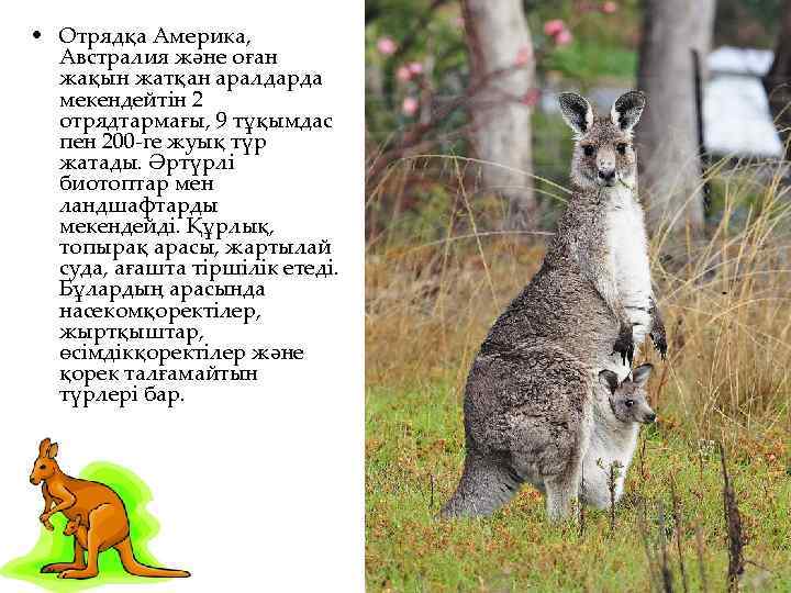  • Отрядқа Америка, Австралия және оған жақын жатқан аралдарда мекендейтін 2 отрядтармағы, 9