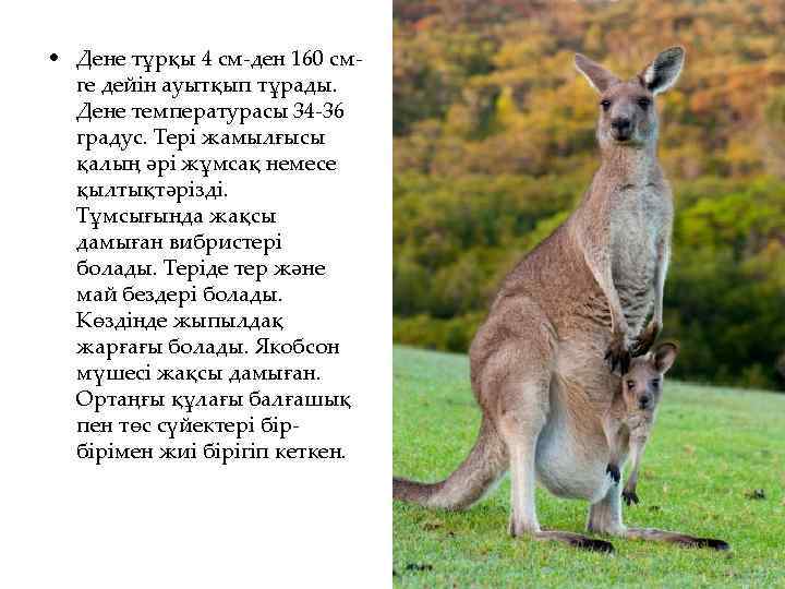  • Дене тұрқы 4 см-ден 160 смге дейін ауытқып тұрады. Дене температурасы 34