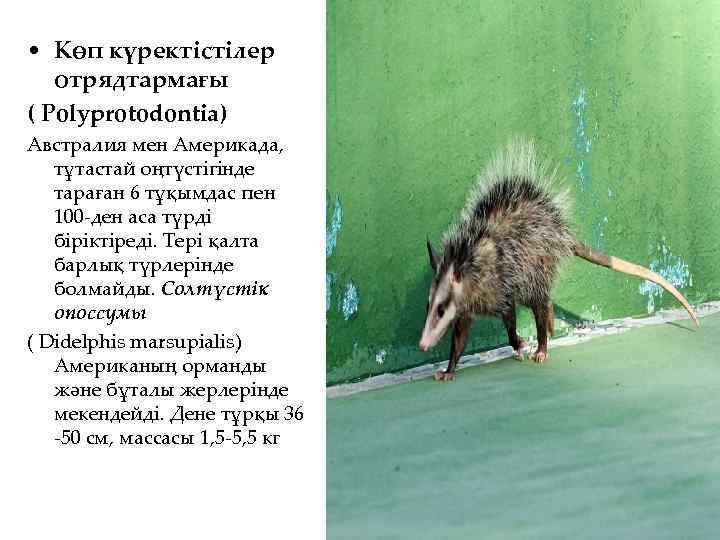  • Көп күректістілер отрядтармағы ( Polyprotodontia) Австралия мен Америкада, тұтастай оңтүстігінде тараған 6