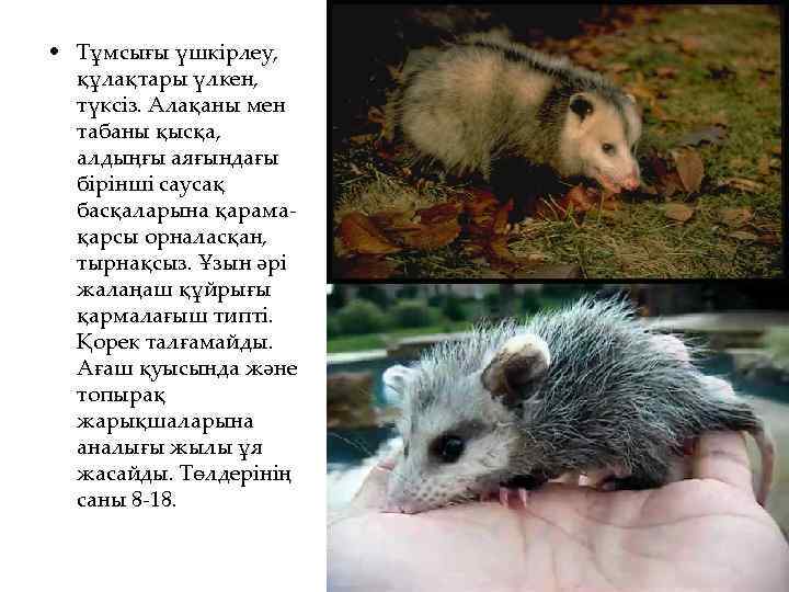  • Тұмсығы үшкірлеу, құлақтары үлкен, түксіз. Алақаны мен табаны қысқа, алдыңғы аяғындағы бірінші