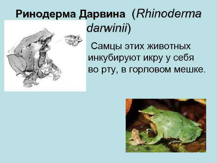 Ринодерма Дарвина (Rhinoderma darwinii) darwinii • Самцы этих животных инкубируют икру у себя во