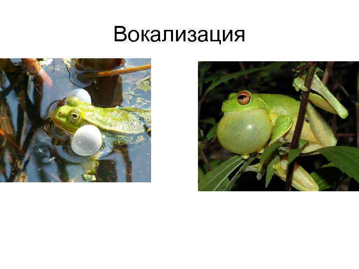 Вокализация 