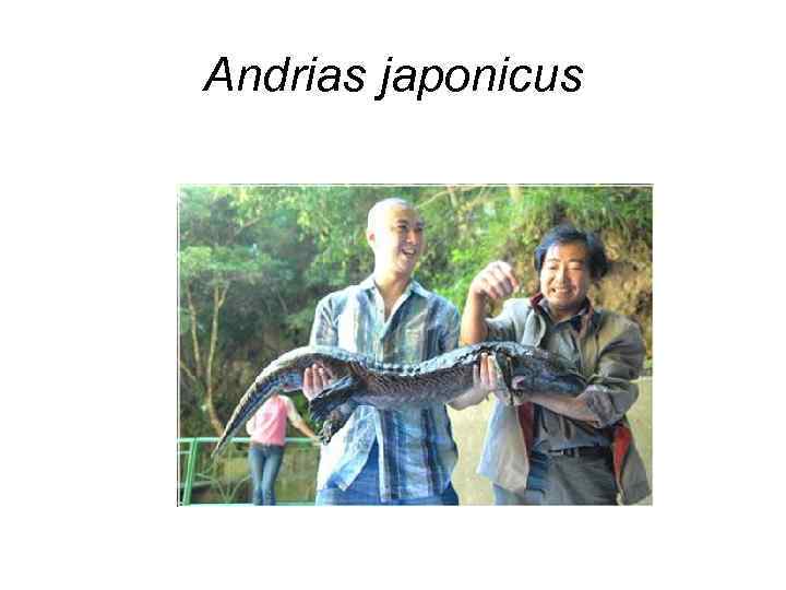 Andrias japonicus 