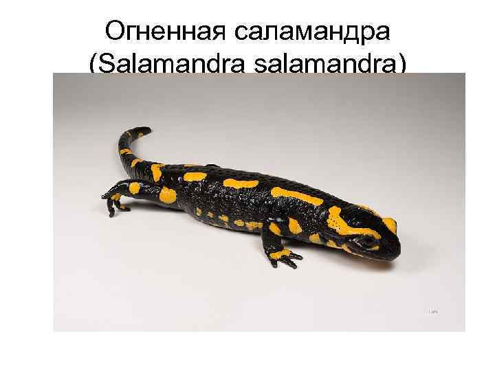 Огненная саламандра (Salamandra salamandra) 