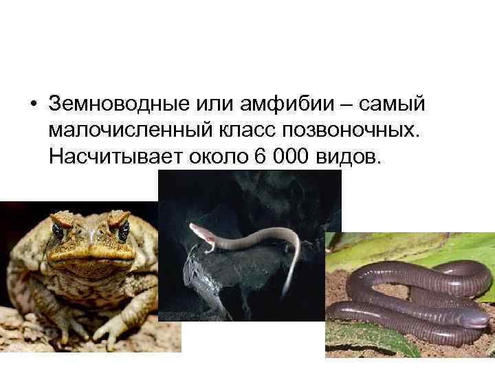  • Земноводные или амфибии – самый малочисленный класс позвоночных. Насчитывает около 6 000
