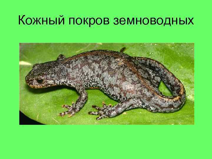 Кожный покров земноводных 