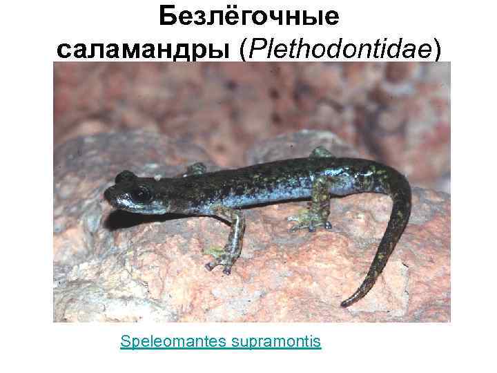 огненная саламандра метаморфоз. дыхание саламандры. мраморная амбистома. саламандра фото. животные с кожным дыханием.