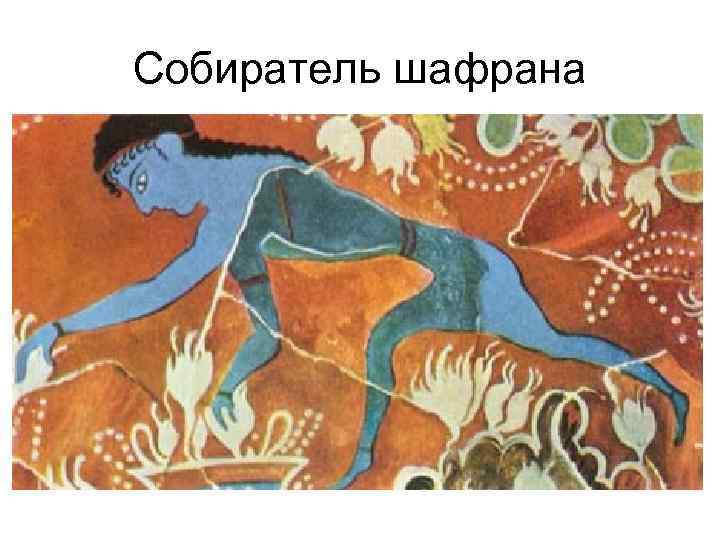 Собиратель шафрана 