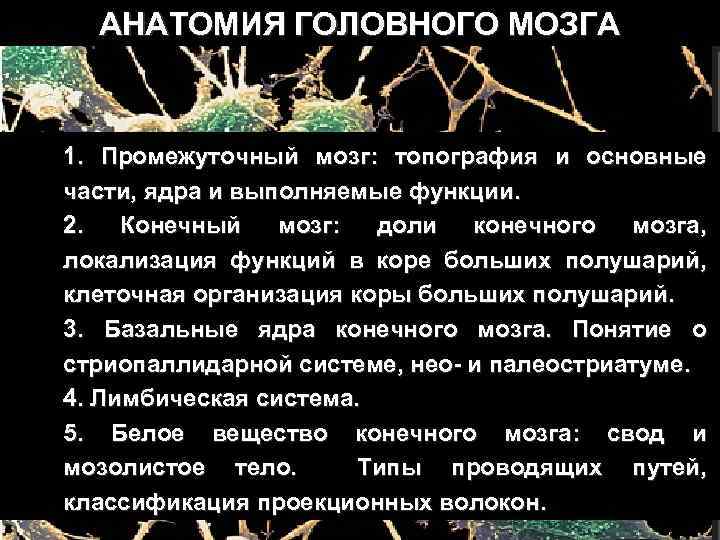 АНАТОМИЯ ГОЛОВНОГО МОЗГА 1. Промежуточный мозг: топография и основные части, ядра и выполняемые функции.