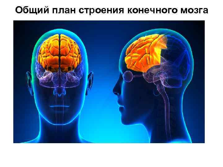 Общий план строения конечного мозга 
