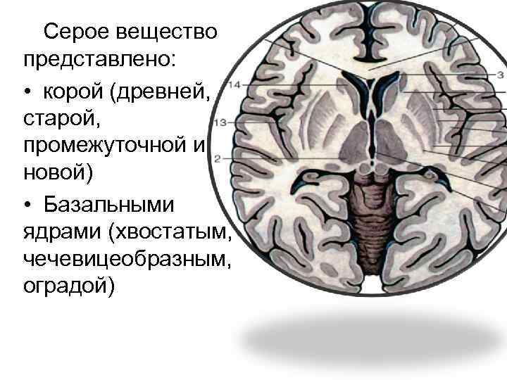 Общая схема локализации белого и серого вещества головного мозга