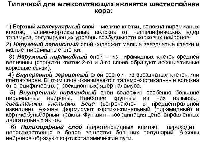 Типичной для млекопитающих является шестислойная кора: 1) Верхний молекулярный слой – мелкие клетки, волокна