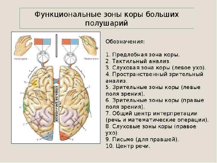 Головной мозг задний средний передний схема