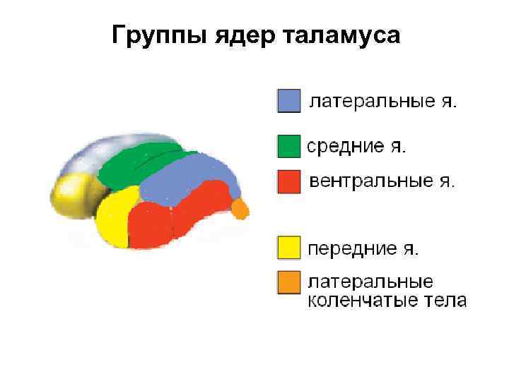 Группы ядер таламуса 