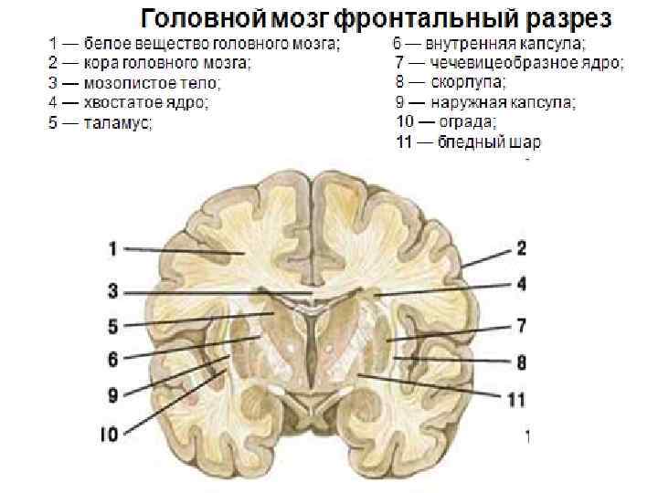 Промежуточный мозг конечный мозг 8 класс презентация