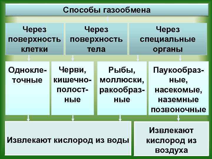 Способы газообмена Через поверхность клетки Через поверхность тела Через специальные органы Рыбы, Однокле- Черви,
