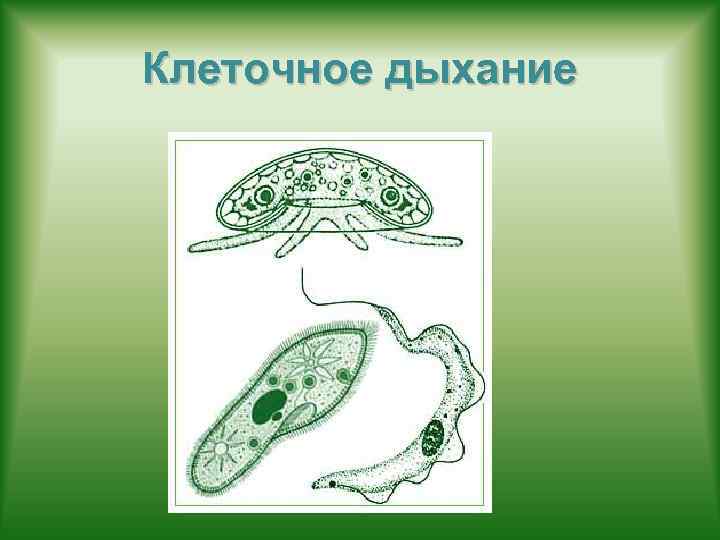 Клеточное дыхание 