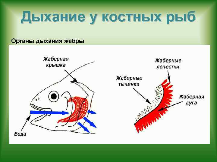 Дыхание у костных рыб Органы дыхания жабры 