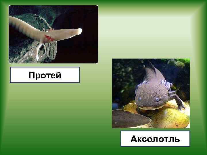 Протей Аксолотль 