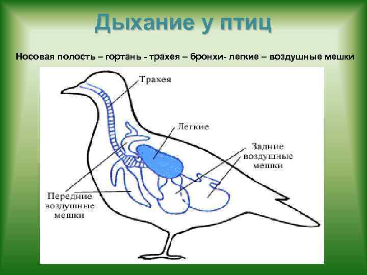Дыхание у птиц Носовая полость – гортань - трахея – бронхи- легкие – воздушные