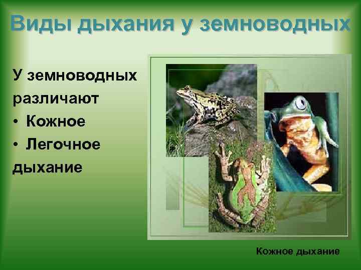 Виды дыхания у земноводных У земноводных различают • Кожное • Легочное дыхание Кожное дыхание