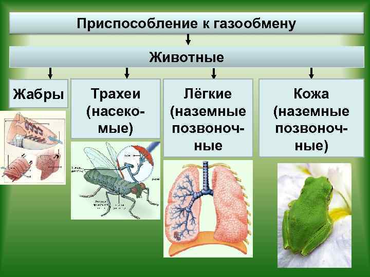Приспособление к газообмену Животные Жабры Трахеи (насекомые) Лёгкие (наземные позвоночные Кожа (наземные позвоночные) 