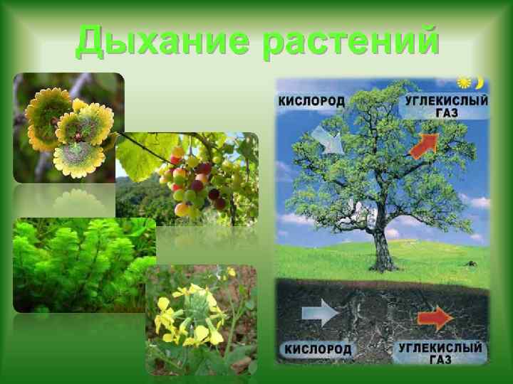 Дыхание растений 