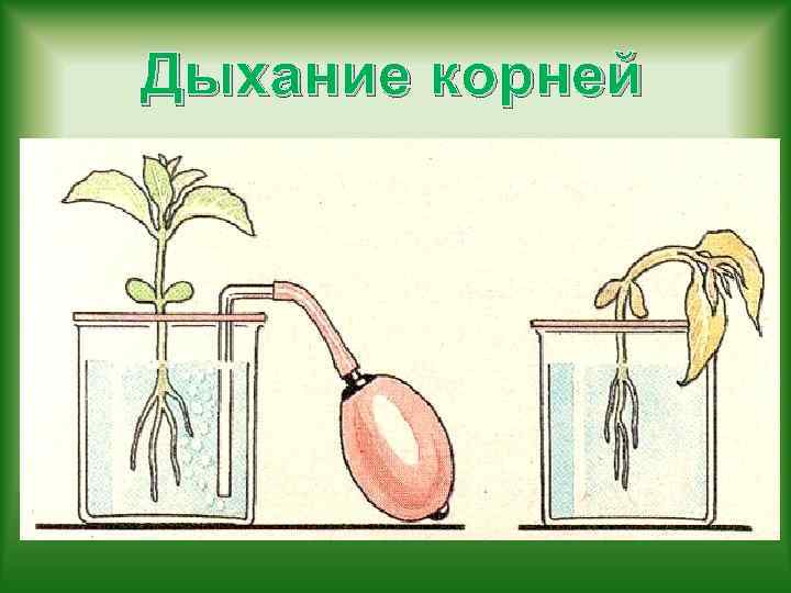 Дыхание корней 