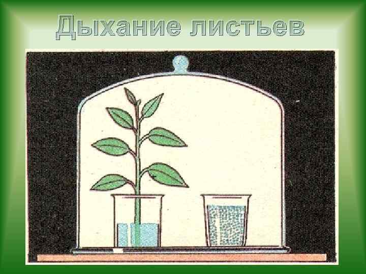 Дыхание листьев 