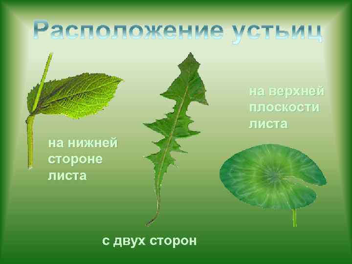 на верхней плоскости листа на нижней стороне листа с двух сторон 