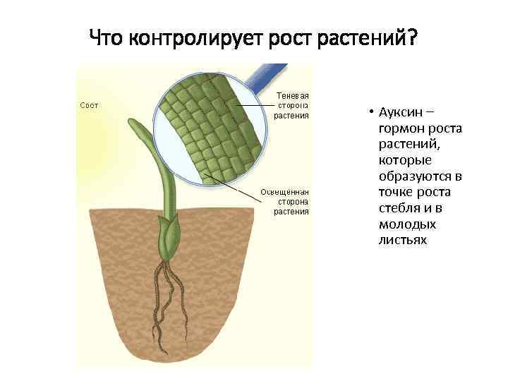 Что контролирует рост растений? • Ауксин – гормон роста растений, которые образуются в точке