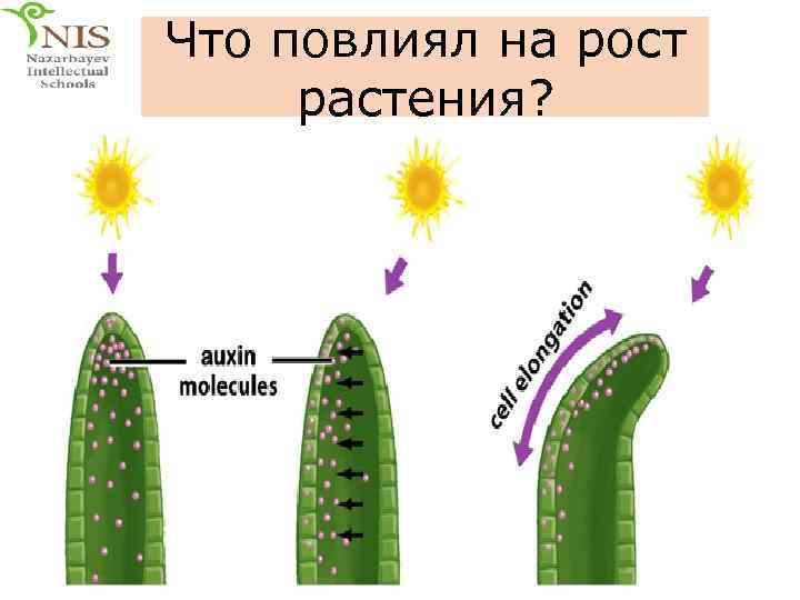 Что повлиял на рост растения? 
