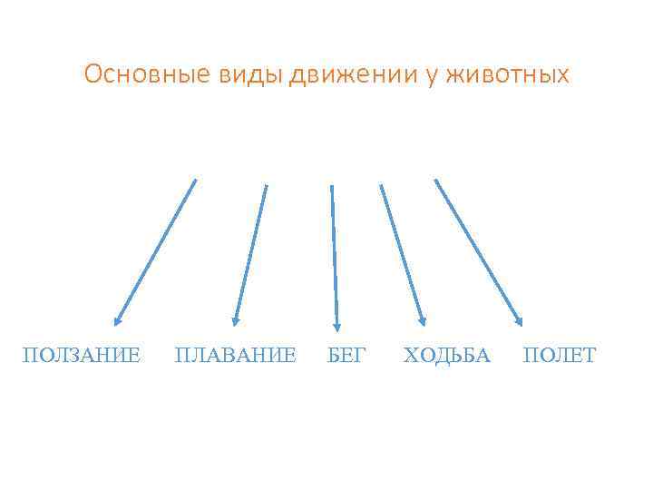 Основные виды движении у животных ПОЛЗАНИЕ ПЛАВАНИЕ БЕГ ХОДЬБА ПОЛЕТ 