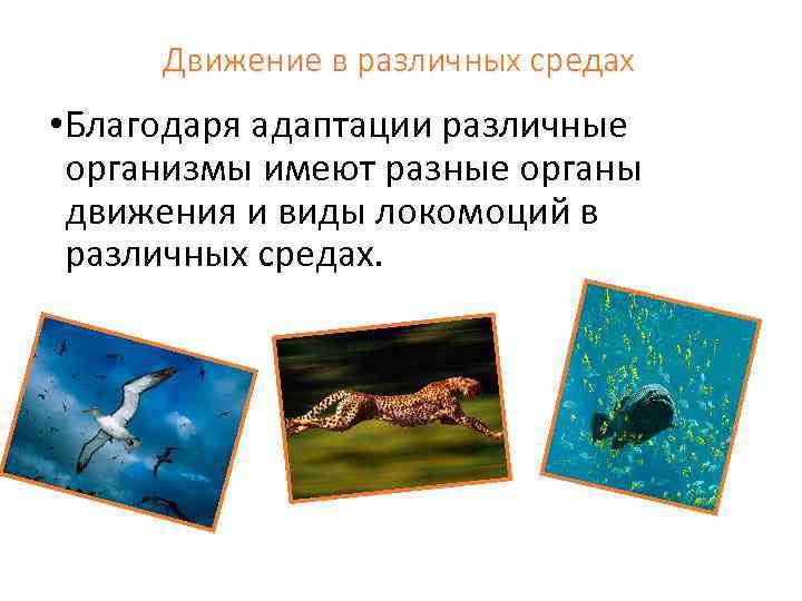 Движение в различных средах • Благодаря адаптации различные организмы имеют разные органы движения и