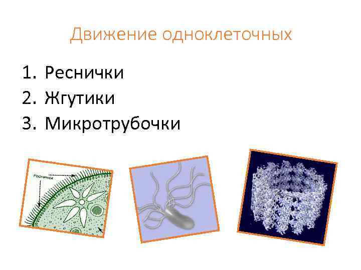 Движение одноклеточных 1. Реснички 2. Жгутики 3. Микротрубочки 