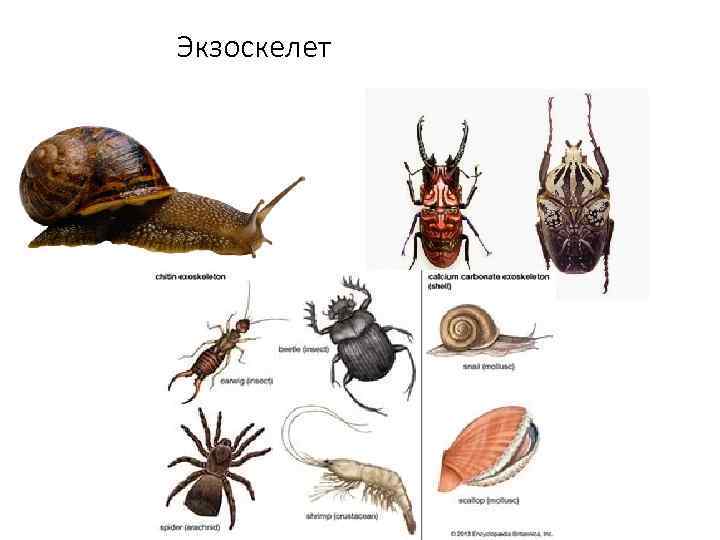 Экзоскелет 