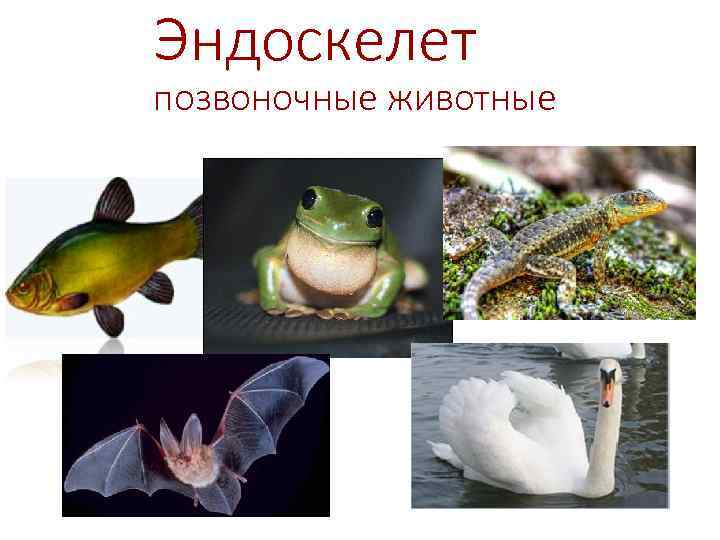 Эндоскелет позвоночные животные 