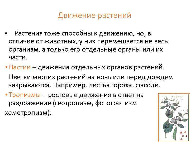 Движение растений • Растения тоже способны к движению, но, в отличие от животных, у