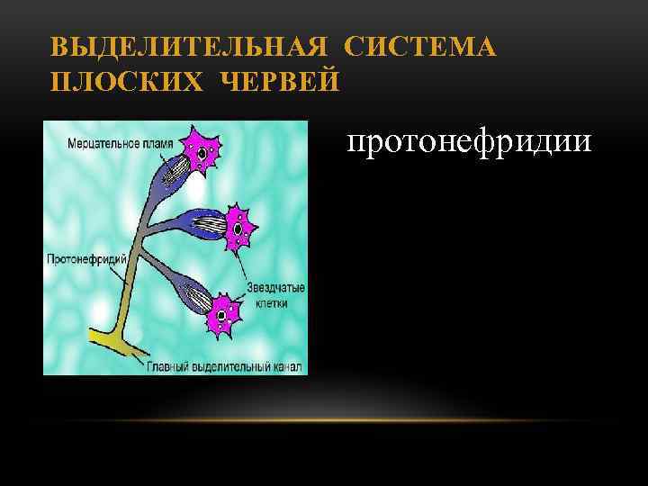 ВЫДЕЛИТЕЛЬНАЯ СИСТЕМА ПЛОСКИХ ЧЕРВЕЙ протонефридии 