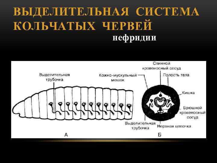 ВЫДЕЛИТЕЛЬНАЯ СИСТЕМА КОЛЬЧАТЫХ ЧЕРВЕЙ нефридии 