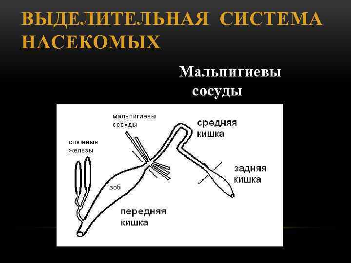 ВЫДЕЛИТЕЛЬНАЯ СИСТЕМА НАСЕКОМЫХ Мальпигиевы сосуды 