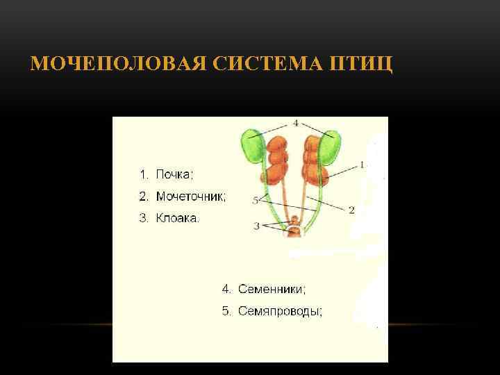 МОЧЕПОЛОВАЯ СИСТЕМА ПТИЦ 