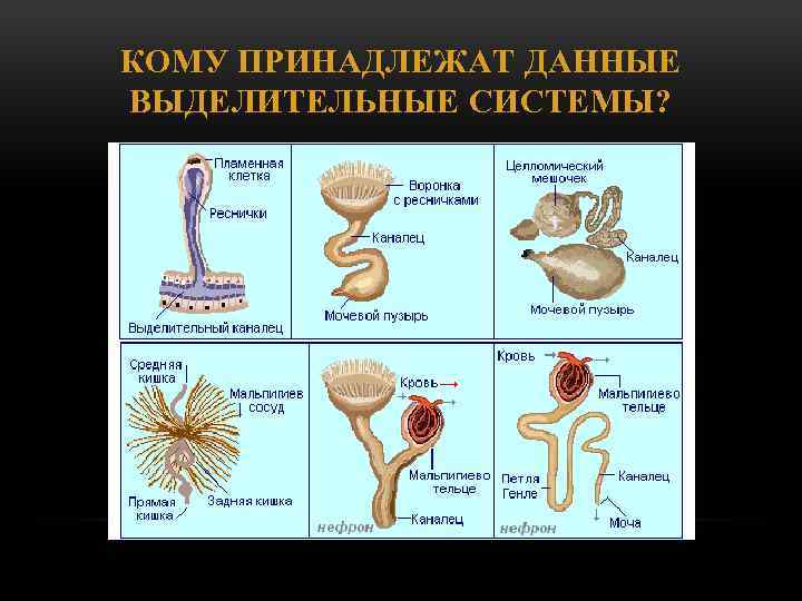 КОМУ ПРИНАДЛЕЖАТ ДАННЫЕ ВЫДЕЛИТЕЛЬНЫЕ СИСТЕМЫ? 