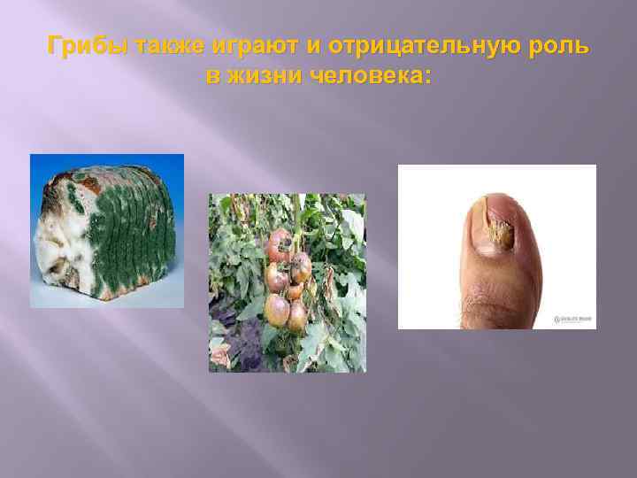 Грибы также играют и отрицательную роль в жизни человека: 